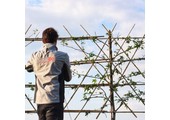 Aanplantservice - Doorverbinden leibomen