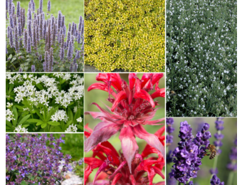 Borderpakket - Geurend - 3 m2