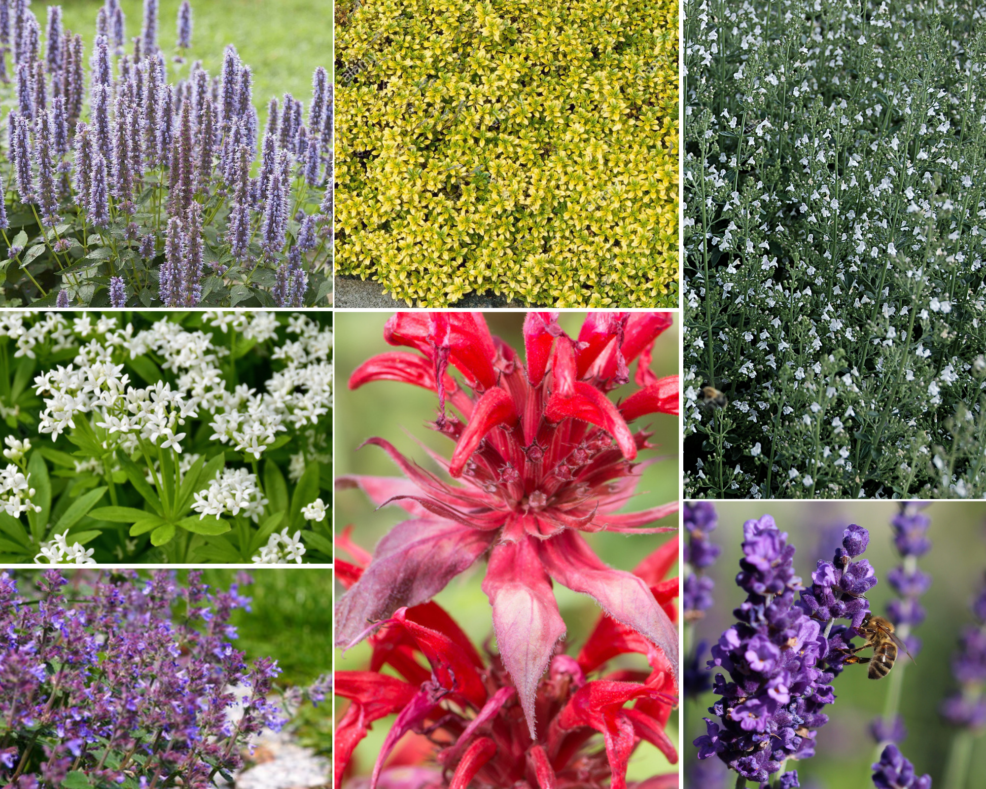 Borderpakket - Geurend - 3 m2