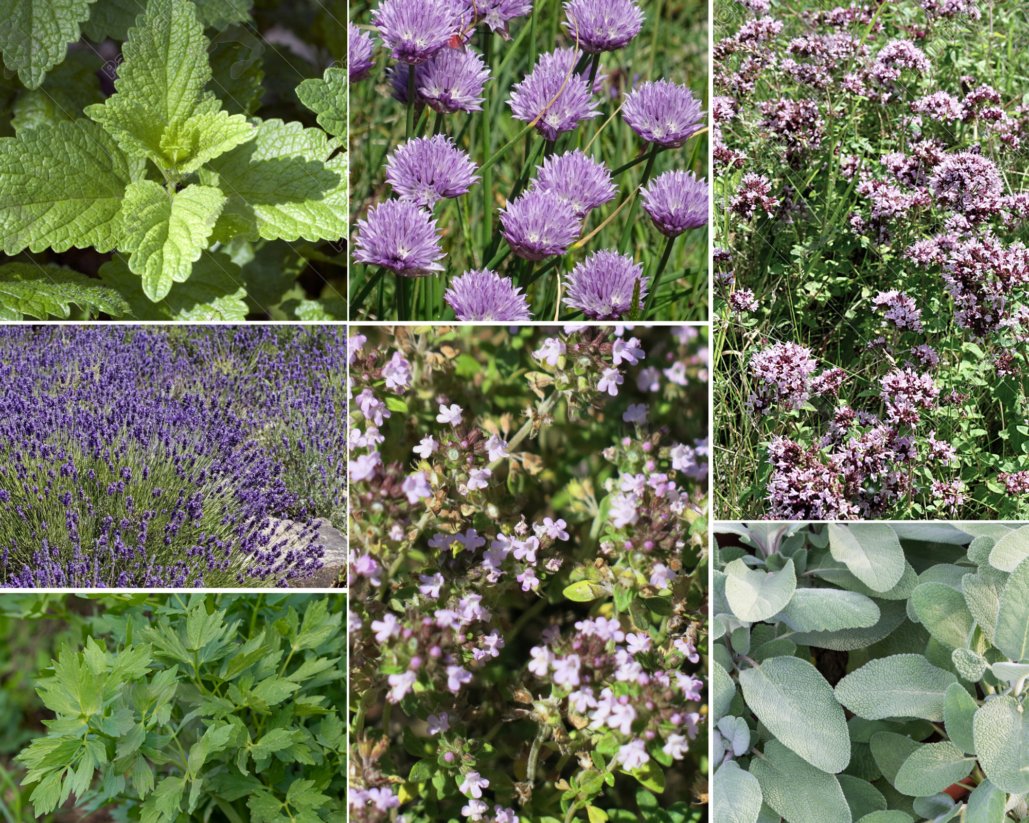 Borderpakket - Keukenkruiden - 3 m2