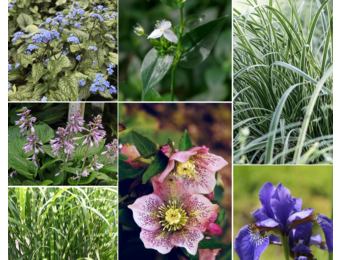 Borderpakket - Blad - 3 m2