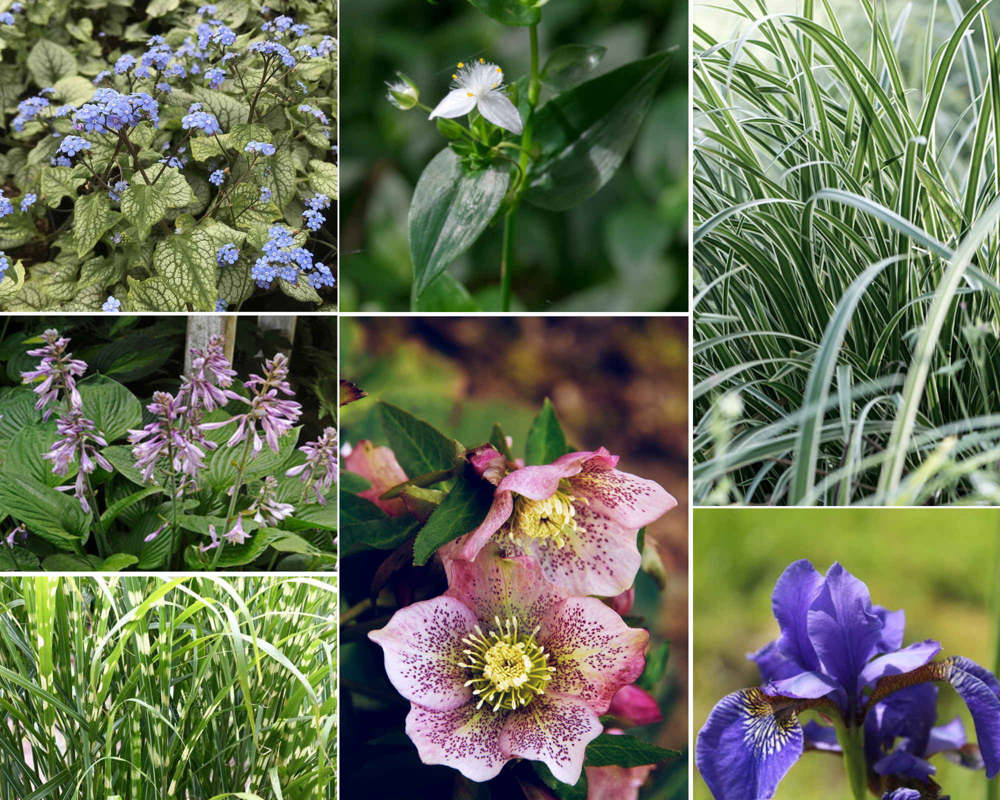 Borderpakket - Blad - 3 m2