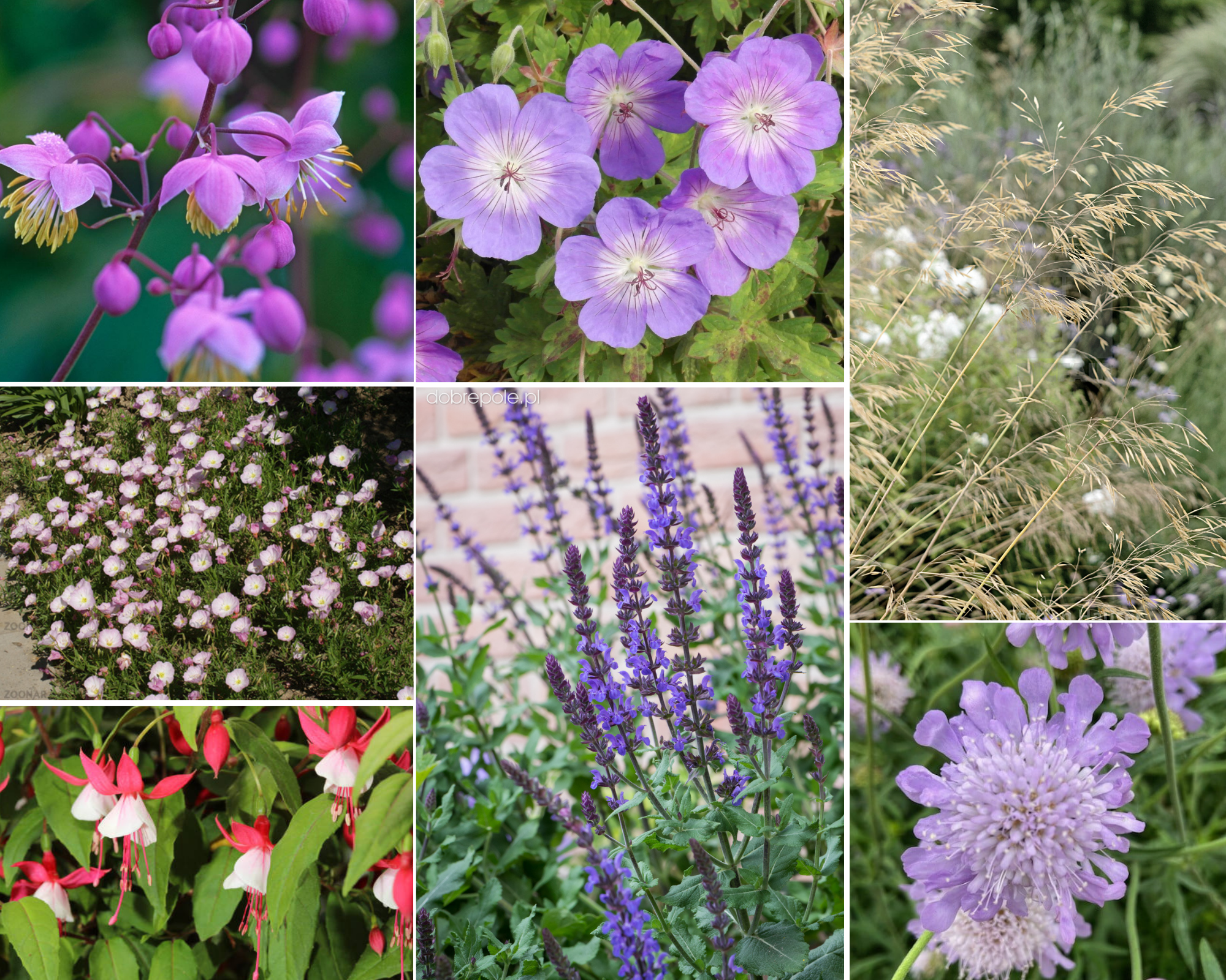 Borderpakket - Lang bloeiend - 3 m2