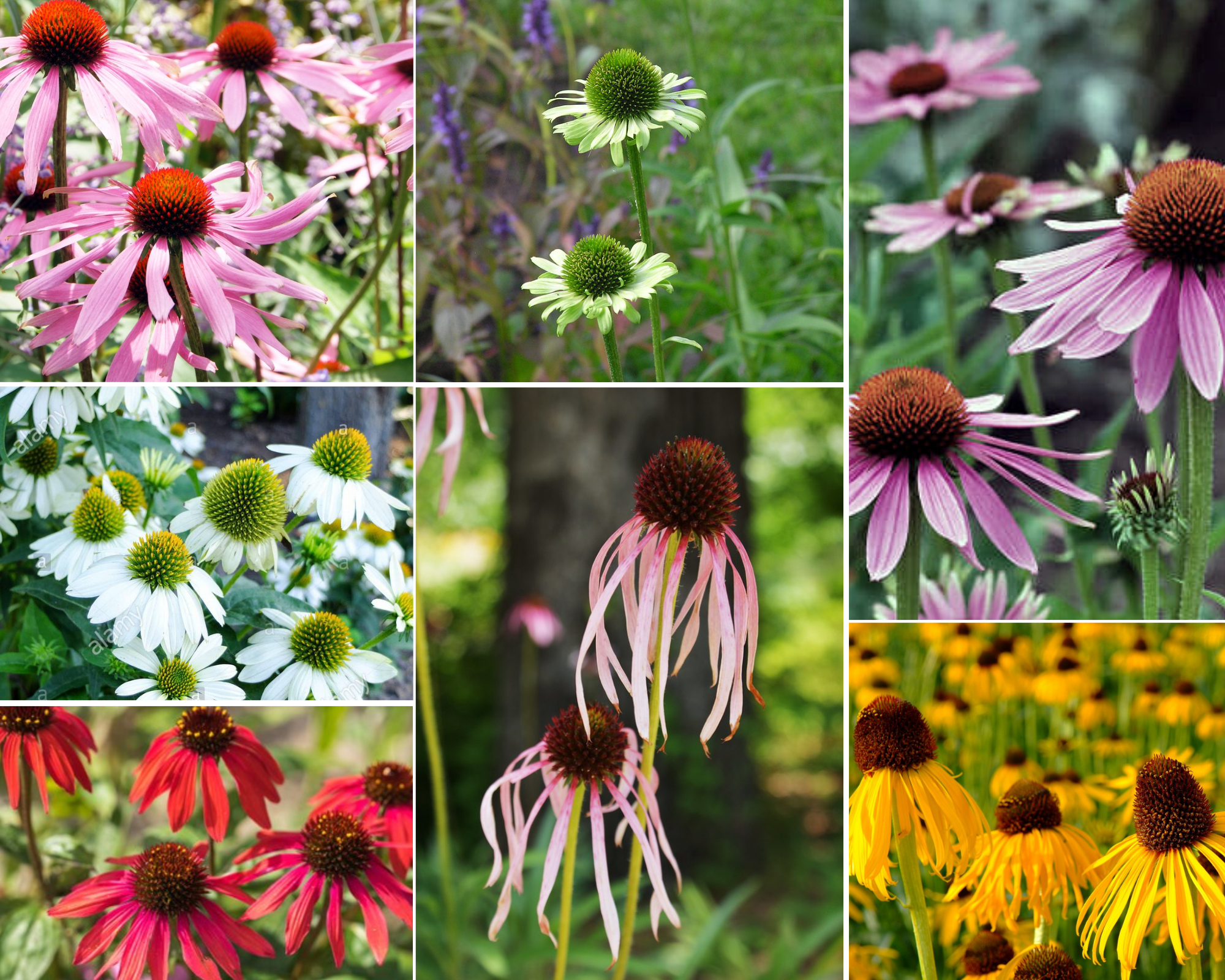 Plantenpakket voor buiten - Zonnehoed - 3 m2