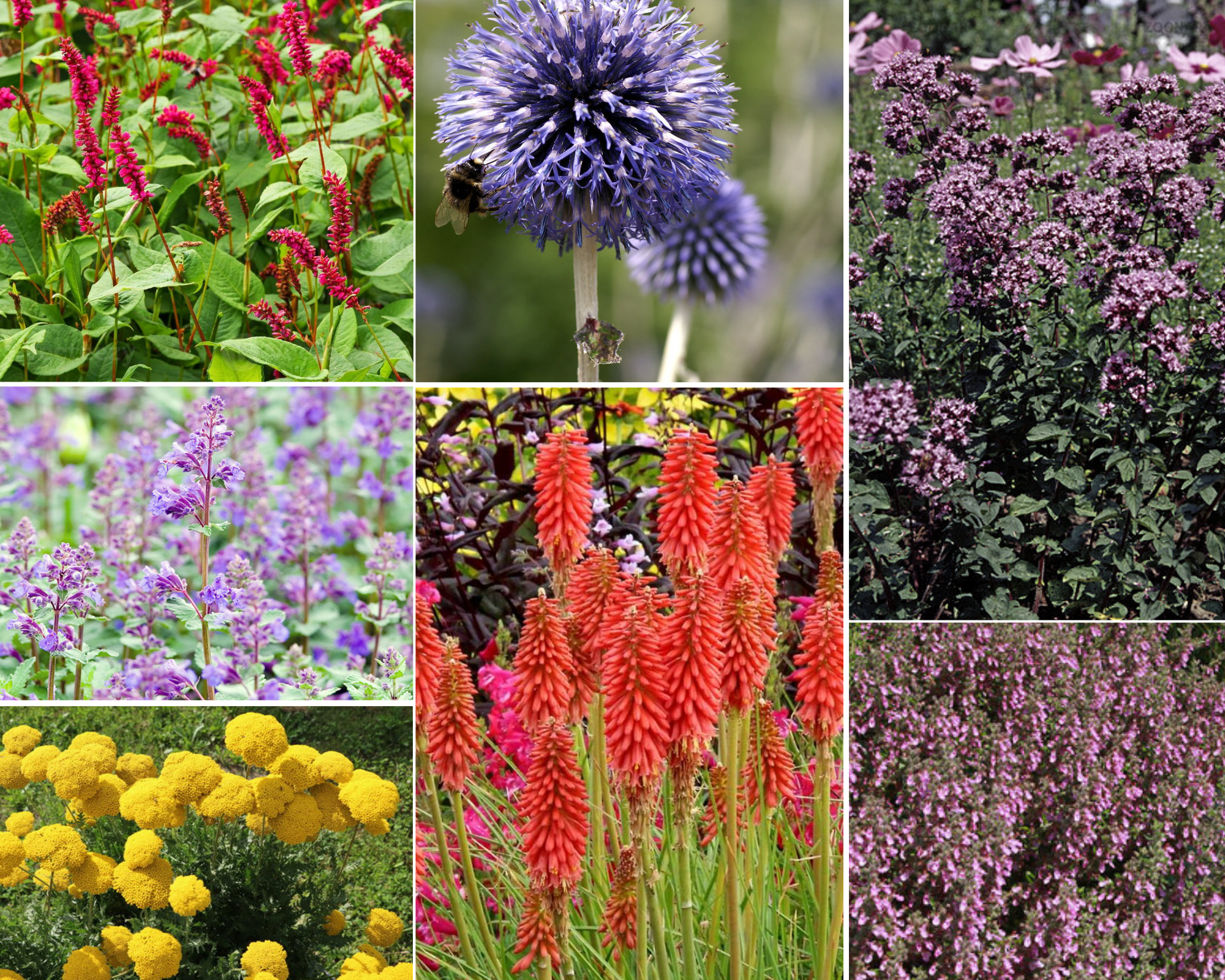 Plantenpakket voor buiten - Cottage - 3 m2