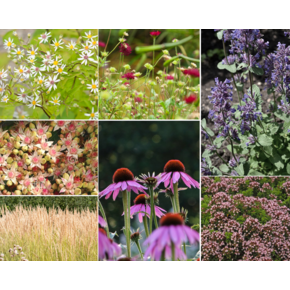 Plantenpakket voor buiten - Prairie - 3 m2