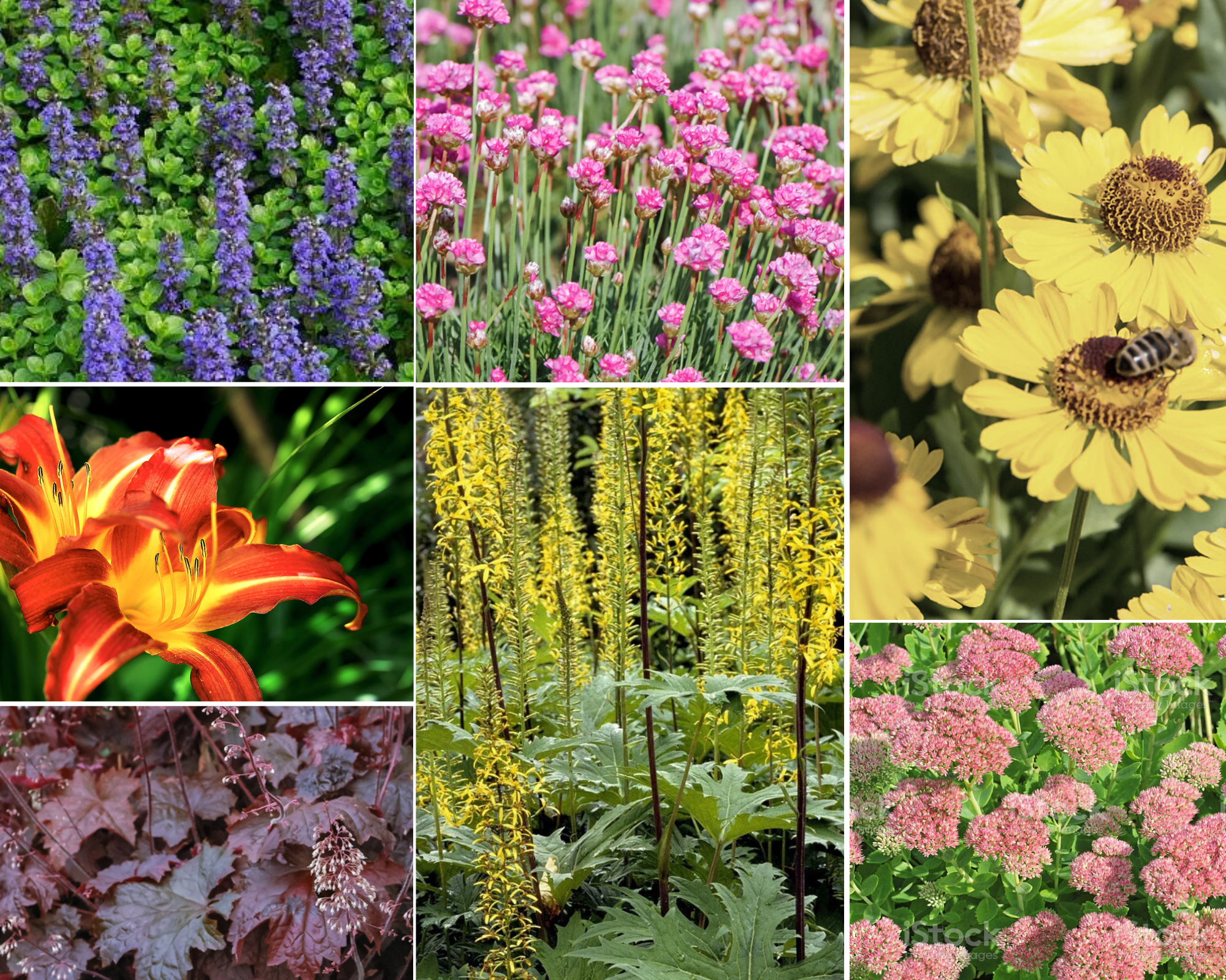 Plantenpakket voor buiten - Zonnig - 3 m2