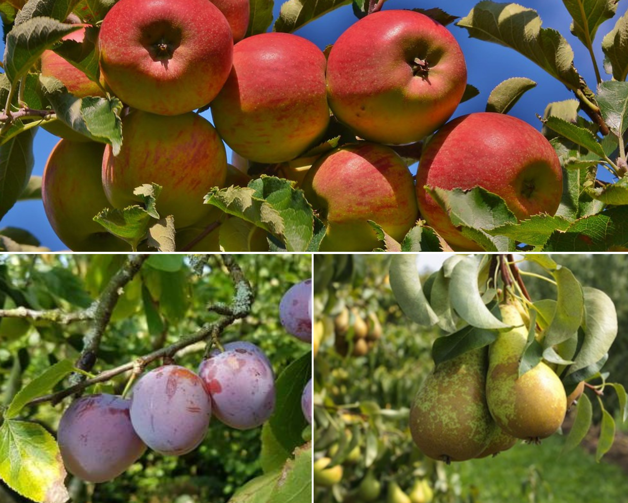Fruitbomen - Populair - 3 stuks
