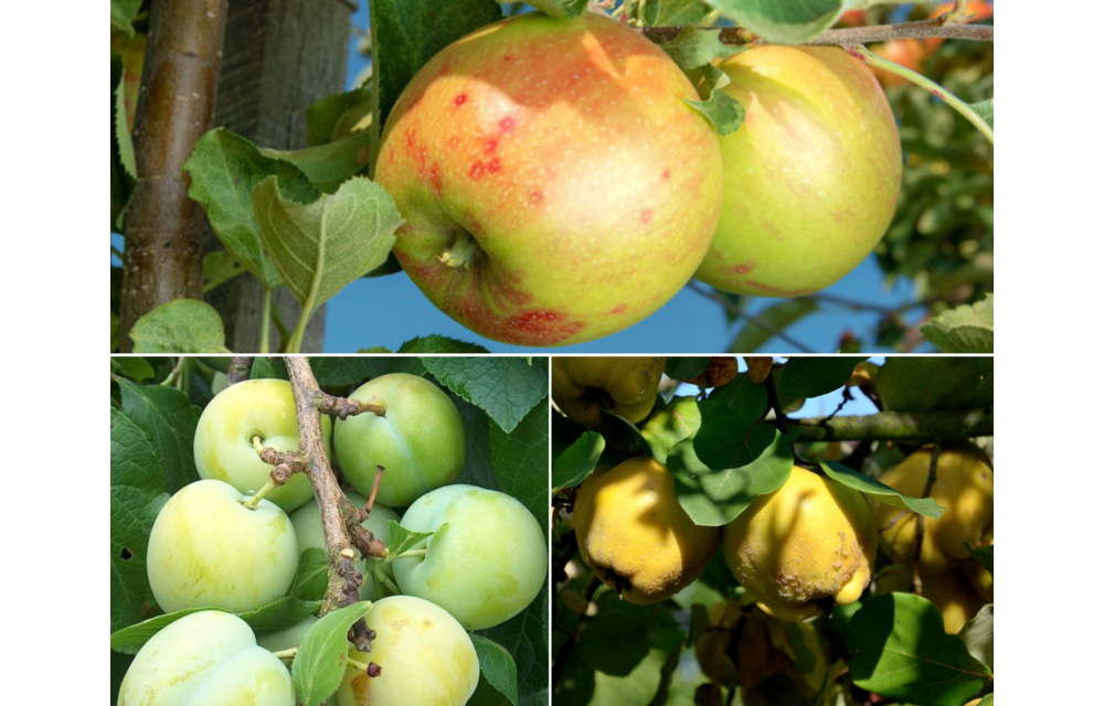 Fruitbomen - Inmaak - 3 stuks