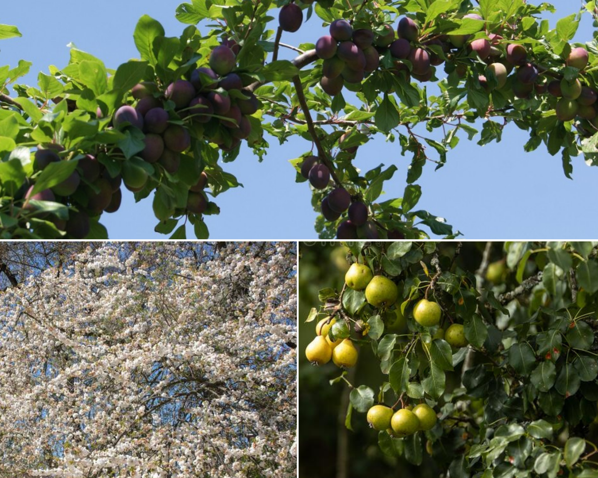 Fruitbomen - Zoet - 3 stuks