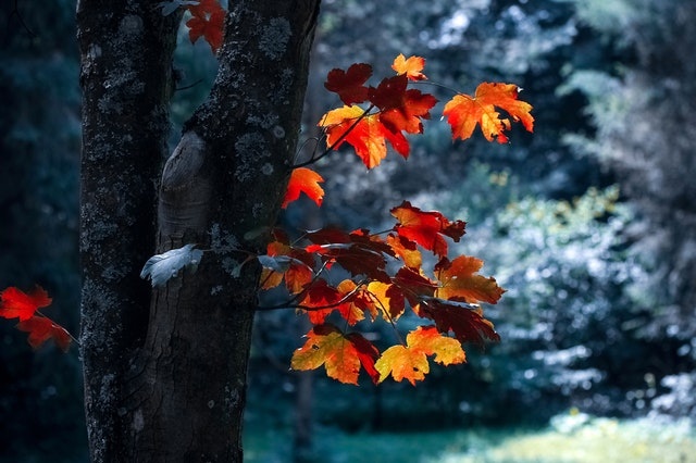 Daarom moet je een nieuwe boom in het najaar planten | FlowBo