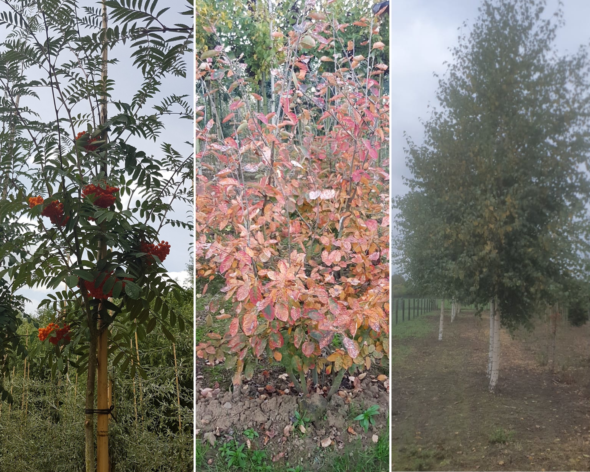 Bomenpakket landelijke tuin - 3 stuks
