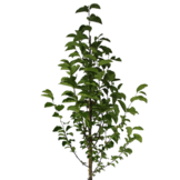 Beverboom - Magnolia kobus