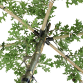 Dakmoeraseik  - Quercus Palustris