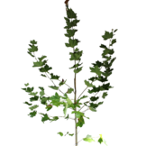 Gewone plataan - Platanus hispanica