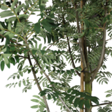 Lijsterbes - Sorbus aucuparia ‘Sheerwater Seedling’