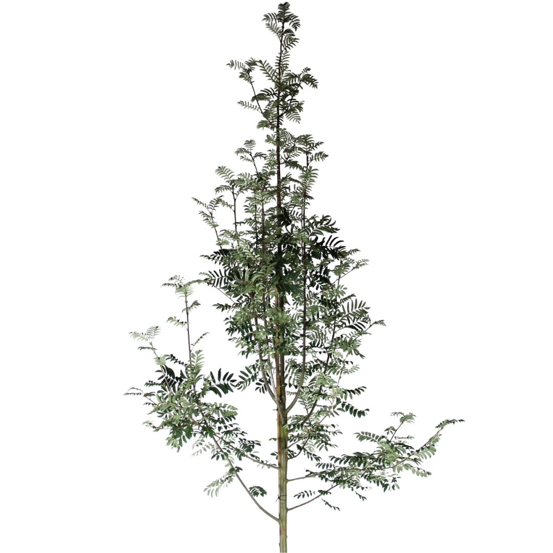 Lijsterbes - Sorbus aucuparia ‘Sheerwater Seedling’