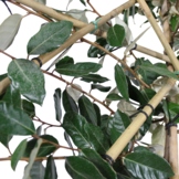 Lei-olijfwilg - Elaeagnus Ebbingei