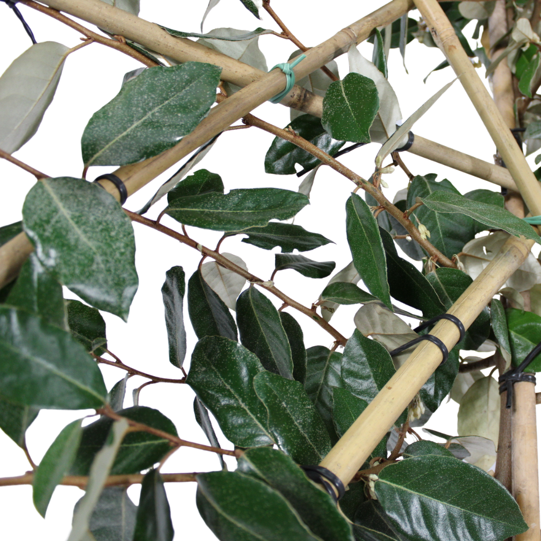 Lei-olijfwilg - Elaeagnus Ebbingei