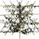 Lei-olijfwilg - Elaeagnus Ebbingei