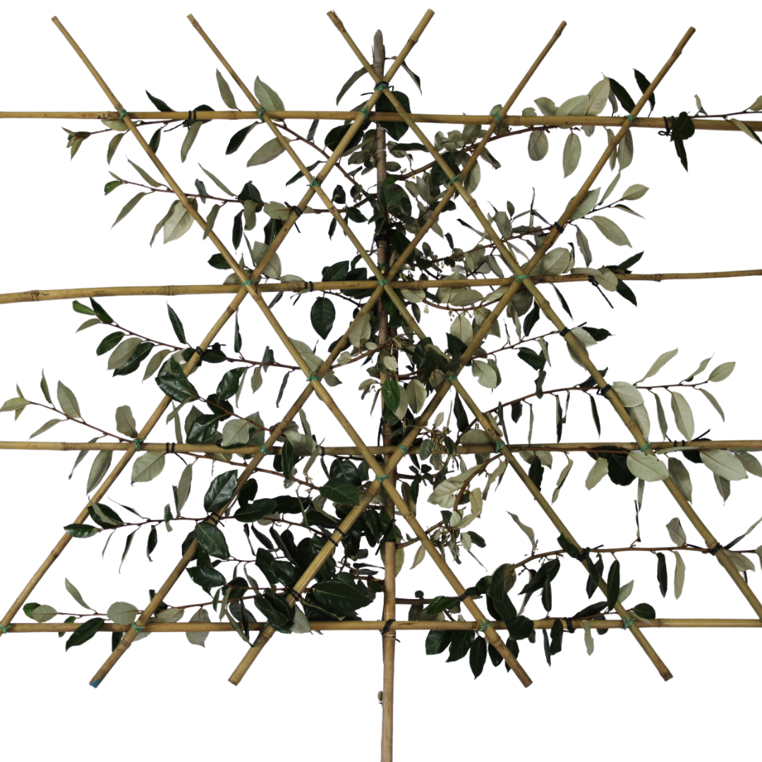 Lei-olijfwilg - Elaeagnus Ebbingei