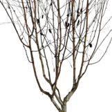 Witte berk - Betula utilis 'Doorenbos' meerstammig