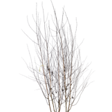 Witte berk - Betula utilis 'Doorenbos' meerstammig