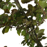 Rode Beuk - Fagus sylvatica Atropunicea