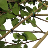 Lei-Glansmispel - Lei Photinia fraseri Red Robin