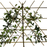 Lei-Glansmispel - Lei Photinia fraseri Red Robin