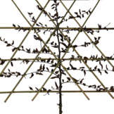 Lei- haagbeuk - Carpinus Betulus