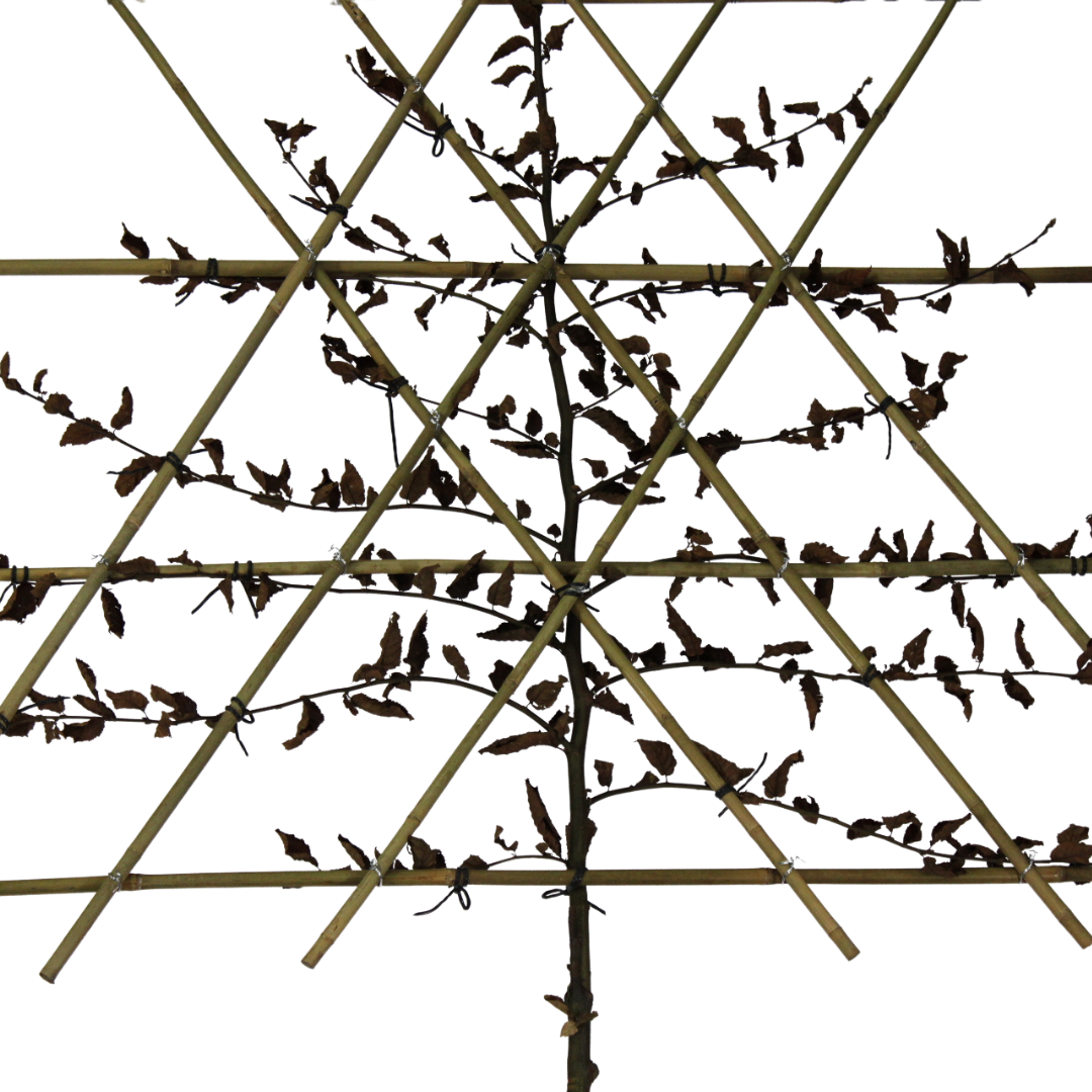 Lei- haagbeuk - Carpinus Betulus