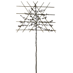 Lei- haagbeuk - Carpinus Betulus