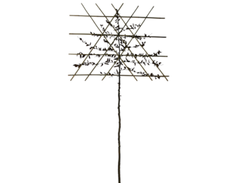 Lei- haagbeuk - Carpinus Betulus