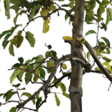 Oude appelboom - Malus Jonagold