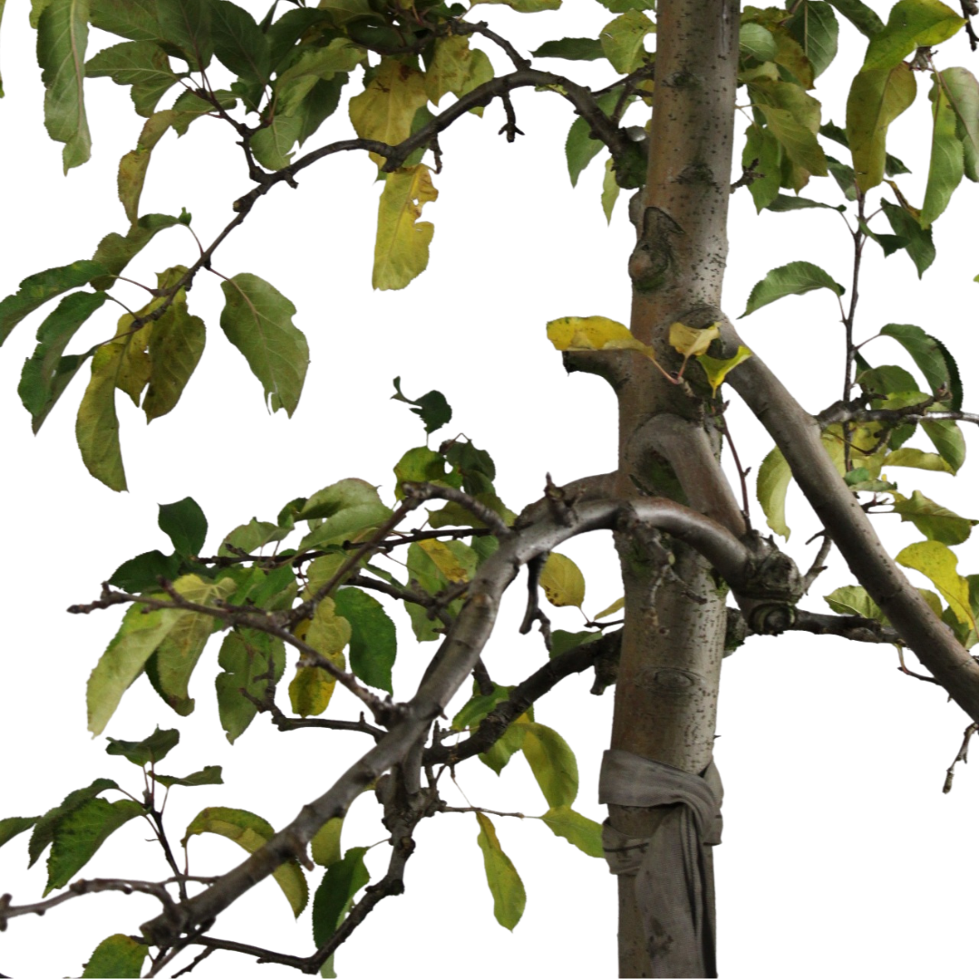 Oude appelboom - Malus Jonagold