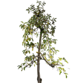 Oude appelboom - Malus Jonagold