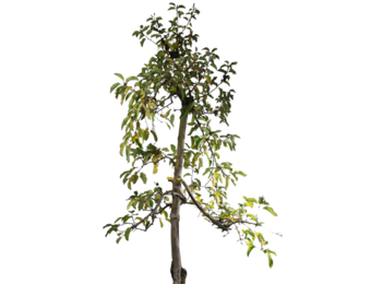 Oude appelboom - Malus Jonagold