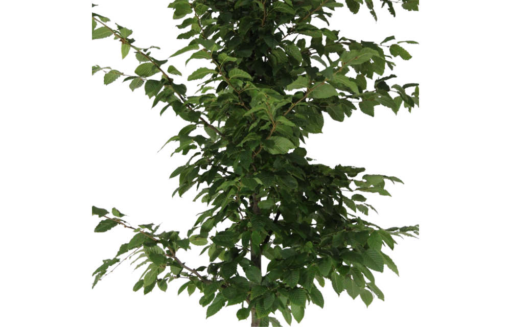 Beukenboom - Carpinus Betulus
