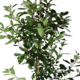 Glansmispel - Photinia fraseri Red Robin