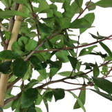 Glansmispel - Photinia fraseri Red Robin