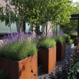 Luxor Plantenbak Cortenstaal (L)50 x (B)50 x (H)50 cm