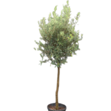 Olijfboom - wilde vorm op stam