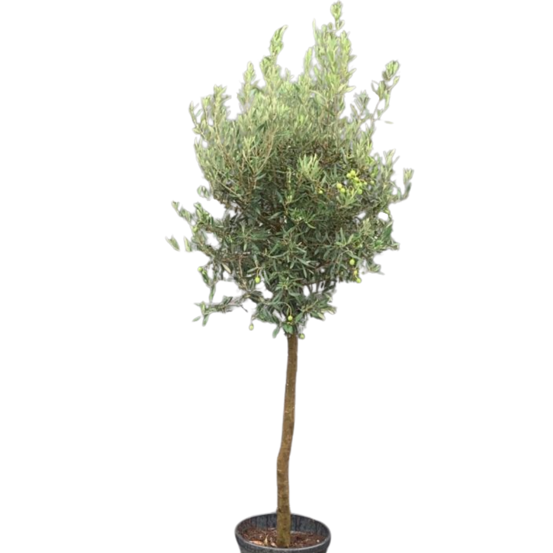 Olijfboom - wilde vorm op stam