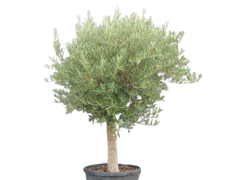 Olijfboom - bol op stam