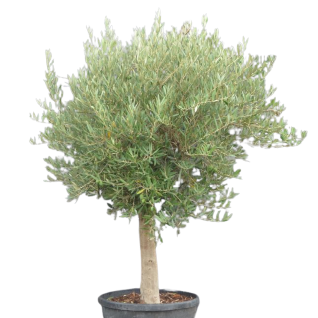 Olijfboom - bol op stam