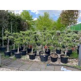 Olijfboom - Pom pon geknipte vormen