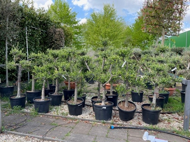 Olijfboom - Pom pon geknipte vormen