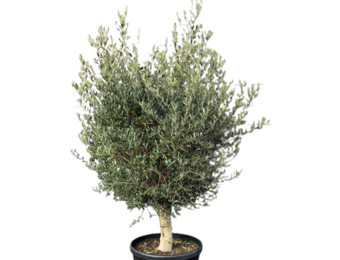 Olijfboom - bol op dikke stam