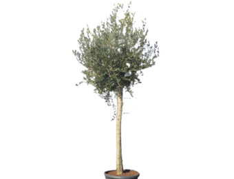 Olijfboom - op hoge stam